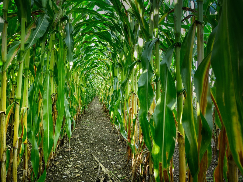 Travaux agricoles drone : largage de trichogrammes